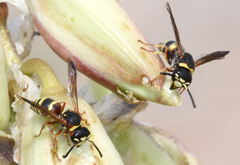 Euodynerus annulatus