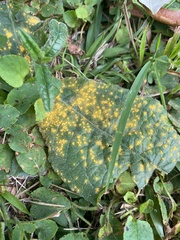 Coleosporium elephantopodis