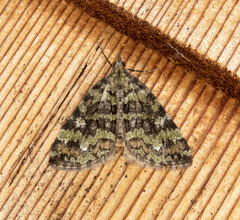 Hydriomena speciosata