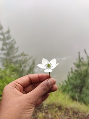 Eriocapitella rivularis