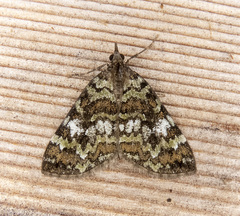 Hydriomena speciosata