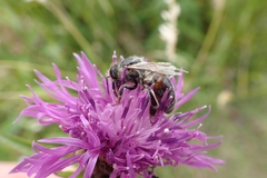 Apis mellifera