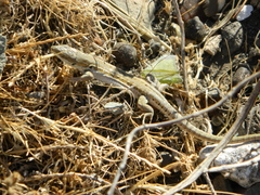 Podarcis siculus campestris