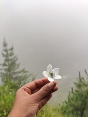 Eriocapitella rivularis