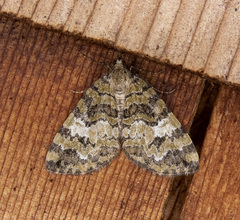 Hydriomena speciosata