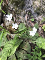 Elytraria caroliniensis