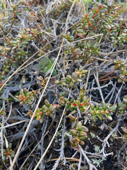 Kalmia procumbens