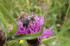 Apis mellifera