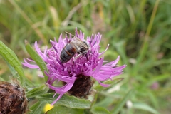 Apis mellifera