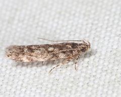 Glauce pectenalaeella