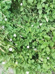 Convolvulus arvensis