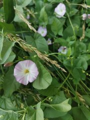 Convolvulus arvensis