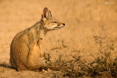 Vulpes bengalensis