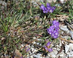 Edraianthus tenuifolius