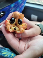 Blighia sapida