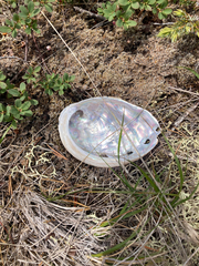 Haliotis kamtschatkana