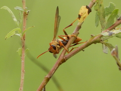 Polistes japonicus