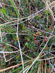 Kalmia procumbens