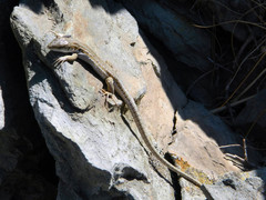 Podarcis siculus campestris