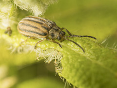 Ophraella notata