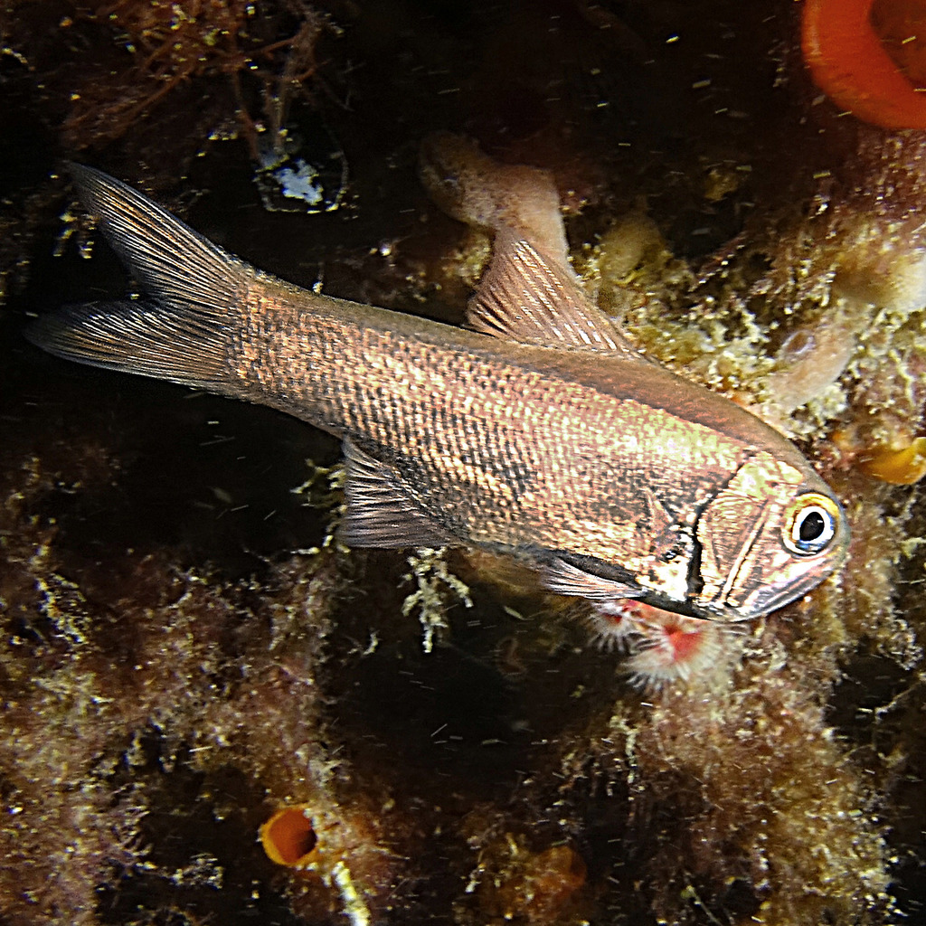 Western Roughy