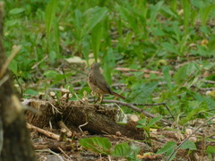 Phoenicurus phoenicurus