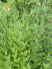 Platycodon