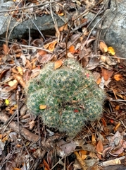 Mammillaria prolifera