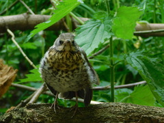 Turdus pilaris