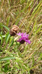 Centaurea