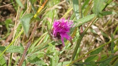 Centaurea