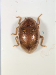 Rhyzobius litura