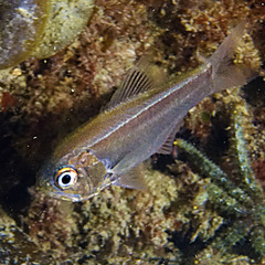 Optivus agrammus