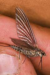 Leptophlebia cupida