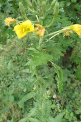 Oenothera