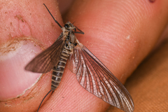 Leptophlebia cupida
