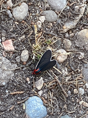 Ctenucha multifaria