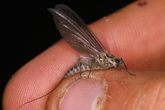 Leptophlebia cupida