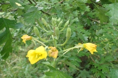 Oenothera