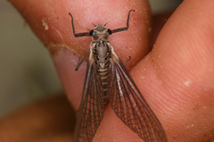 Leptophlebia cupida