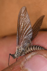 Leptophlebia cupida