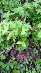 Lygodium palmatum image