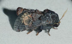 Euphobetron cupreitincta