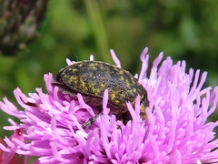 Larinus turbinatus