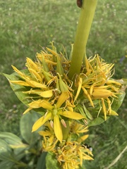 Gentiana lutea lutea