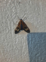 Cosmosoma