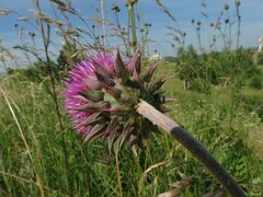 Carduus nutans