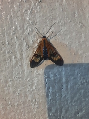 Cosmosoma