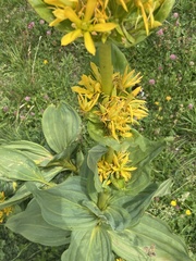 Gentiana lutea lutea