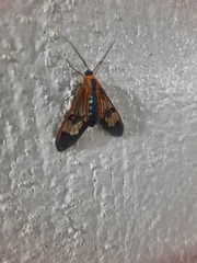 Cosmosoma